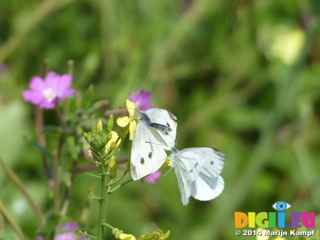 FZ006987 Two Small white (Pieris rapae) butterflies